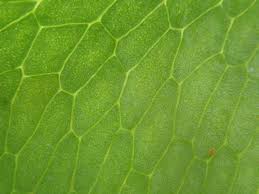 Image result for Acrostichum aureum