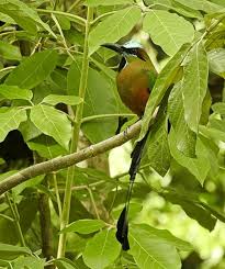 Apps To Id Birds In Mexico Birdseed Binoculars Birding Trips Birds Pet Birds