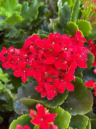 Image result for Kalanchoe crenata