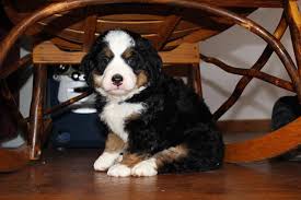 Find a bernedoodle puppy from reputable breeders near you in indiana. Bernedoodles Peaceful Korner Kuddles N Paws