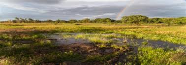 Image result for Nesaea heptamera