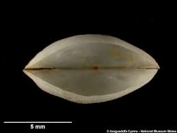 Image result for Galeomma