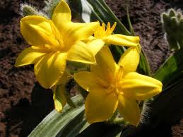 Image result for Hypoxis galpinii