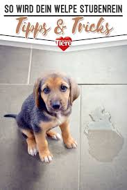 Ein ausgewachsener hund braucht entweder zwei lange runden oder drei kürzere. So Wird Der Welpe Stubenrein Welpe Stubenrein Welpen Hunde Welpen