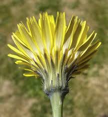 Image result for Hypochaeris radicata