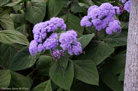 Image result for Bartlettina