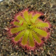Image result for Drosera