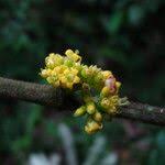 Image result for Pauridiantha