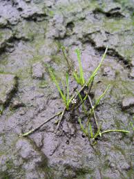 Image result for Limosella