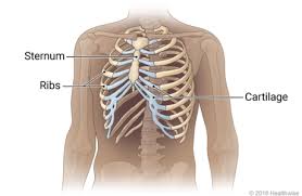Many broken ribs are merely cracked. Top Of The Page Rib Cage Skeletal View Of Rib Cage Showing Sternum Ribs And Cartilage The Rib Cage Consists Of 24 Ribs 2 Sets Of 12 Which Are Attached To A Long Flat Bone In The Center Of The Chest Called The Sternum The Ribs Are Connected To The Sternum