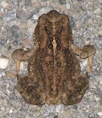 Image result for Ancylobothrys amoena