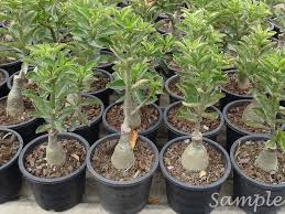It requires much sunlight for proper development. Thai Plumeria World Of Plumeria And Adenium Engine By Igetweb Com