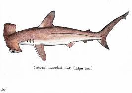 Bonnethead Shark Greeting Card By Adam Summers
