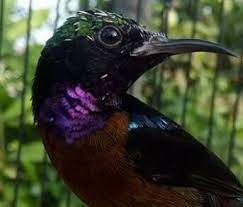 Kolibri Macet Bunyi Atasi Dengan Cara Terapi Ini Ampuh