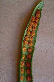 Image result for Lepisorus schraderi