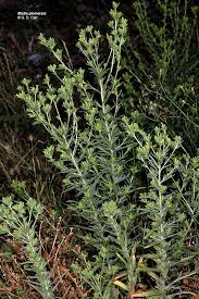 Image result for Tacazzea rosmarinifolia