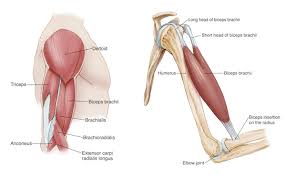 The muscles that provide the movement for the shoulder and upper arm include the anterior muscles in the front, the pectoralis minor: Elbow Arm Anatomy