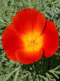 Image result for Eschscholzia