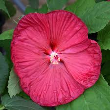 Image result for Hibiscus Red 2015 Vito