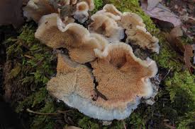 Image result for Merulius incarnatus