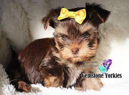Amazing yorkie puppies has yorkie puppies for sale in ma! Pin On Animals