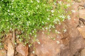 Image result for Polycarpaea