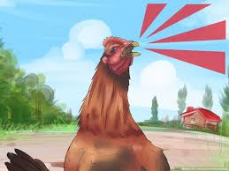 You can start to pick out the roosters with about 70% accura. 4 Ways To Sex Rhode Island Red Chicks Wikihow