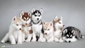 Baby Husky Wallpapers Top Free Baby Husky Backgrounds Wallpaperaccess
