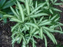 Another fern species named the. Plantfiles Pictures Pteris Silver Lace Fern Slender Brake Fern Evergemiensis Pteris Ensiformis By Potemup