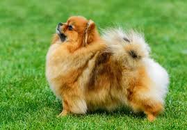 We did not find results for: Pomeranian Dogs And Puppies For Sale In The Uk Pets4homes