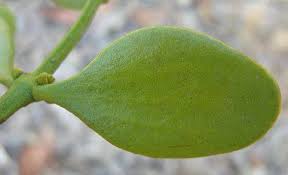 Image result for Viscum tuberculatum