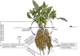 Alwyn direction, cinematography & editing: Frontiers Rhizobia As A Source Of Plant Growth Promoting Molecules Potential Applications And Possible Operational Mechanisms Sustainable Food Systems