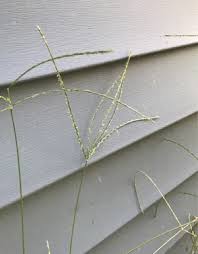 Image result for Digitaria maitlandii