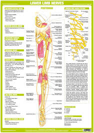 Nervous System Anatomy Charts Set Of 6 Nerve Anatomy