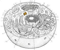 All kids like to play with their sisters and brothers and do fun stuff. Animal Cell Coloring Page