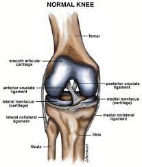 Left ankle atf ligament replacment. Anterior Cruciate Ligament Acl Tears Orthopedic Associates Of Hartford