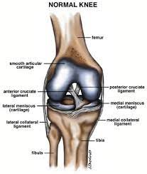 Start studying lower leg muscles/ligaments. Acl Tears Pinnacle Orthopaedics