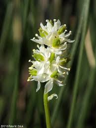 Image result for Fadogiella