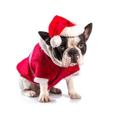 Right after the holidays a reader reached out to me about french bulldog skin problems. Why French Bulldogs And Their Owners Are The Worst A Rant The Village Voicethe Village Voice