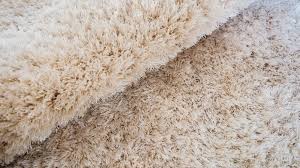 The carpet cannot simply be thrown in a dryer on a hot cycle, nor can it easily be thrown out. Bed Bugs In Carpet Can Bed Bugs Live In Carpet Pest Samurai