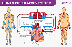 Torso organs diagram (page 1). Human Body Anatomy And Physiology Of Human Body