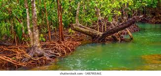 Image result for Rhizophoraceae