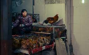 En china hay muchas cepas diferentes de gripe aviar y algunas infectan esporádicamente a las personas, pero el caso de este hombre, que ya está estable y podría recibir el alta en breve, es la primera infección humana por h10n3. Tp3soo4otekcim
