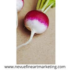 How To Draw A Radish Nevue Fine Art Marketing Here is an idea drawing. how to draw a radish nevue fine art