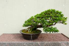 Check spelling or type a new query. Satsuki Azalea Bonsai Tree 55 Years Old Stock Photo Picture And Royalty Free Image Image 54895425