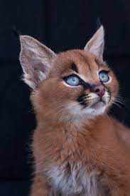 Google Images Cutest Cats Ever Cat Species Cute Animals