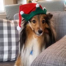 Santa S Little Helper Sheltie Collie Santa S Little Helper