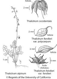 Image result for Thalictrum