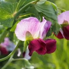 Image result for Pisum sativum