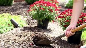 Check spelling or type a new query. Petitti Garden Centers How To Plant And Care For Fall Mums So They Ll Grow Back Facebook